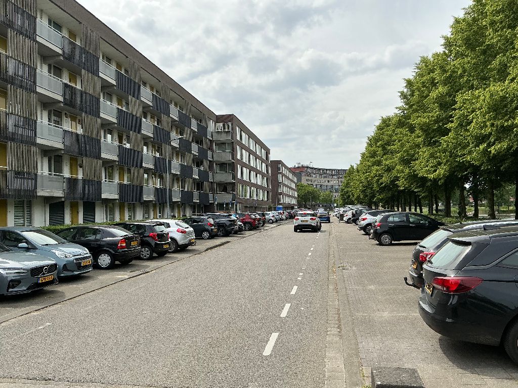 Argusvlinder 256
