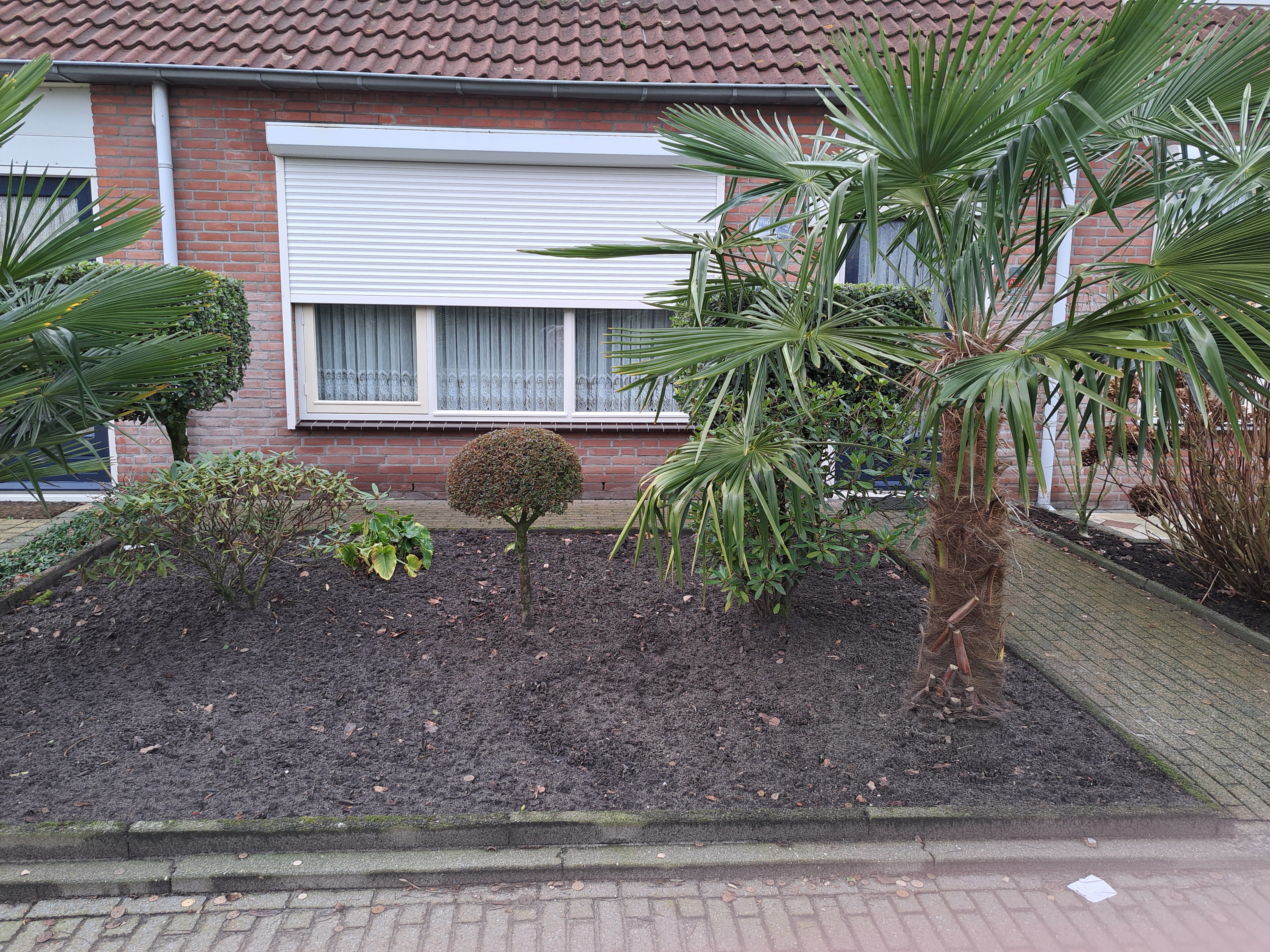 Eikenrijs , 4711 Sint Willebrord, Nederland