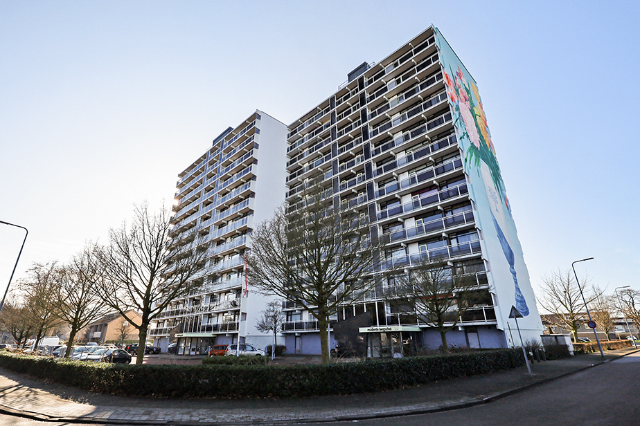 Bergschot 488
